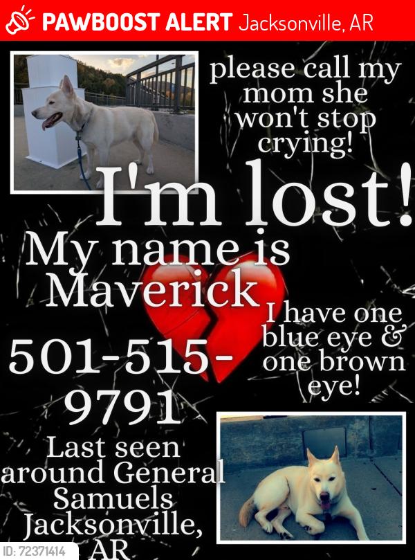 Lost Male Dog last seen Jefferson, Jacksonville, AR 72076