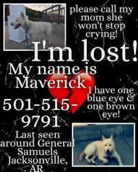 Lost Male Dog last seen Jefferson, Jacksonville, AR 72076