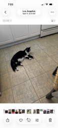 Lost Male Cat last seen Fair Park Ave, Los Angeles, CA 90041