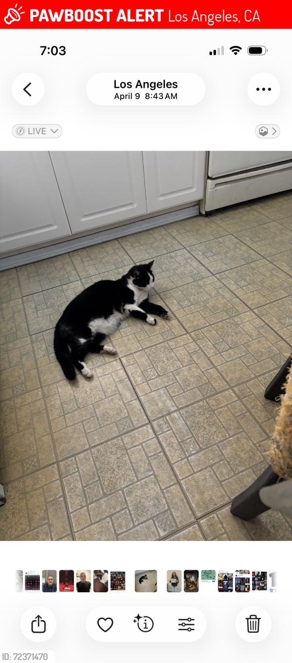 Lost Male Cat last seen Fair Park Ave, Los Angeles, CA 90041
