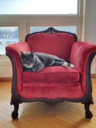 Lost Male Cat last seen E 31st Street and 43rd Ave S, Minneapolis, MN 55406