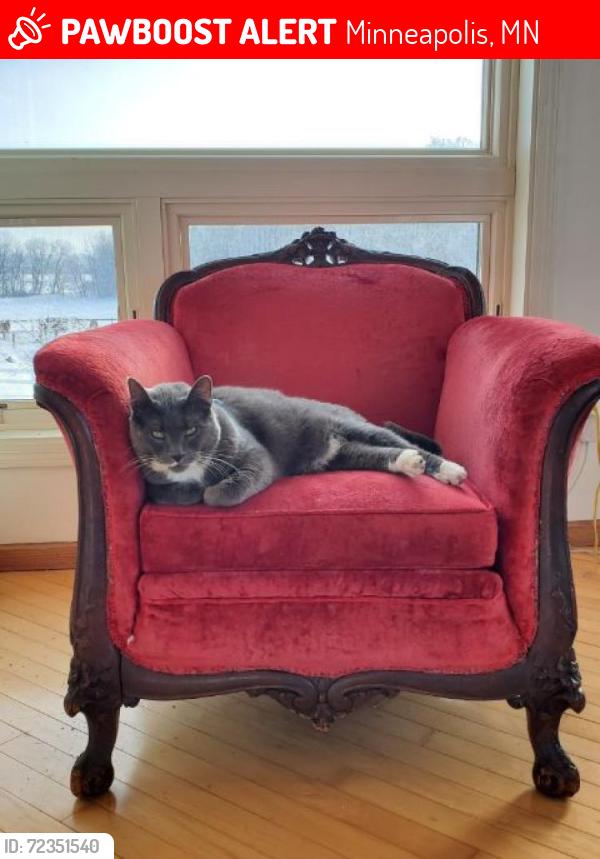 Lost Male Cat last seen E 31st Street and 43rd Ave S, Minneapolis, MN 55406