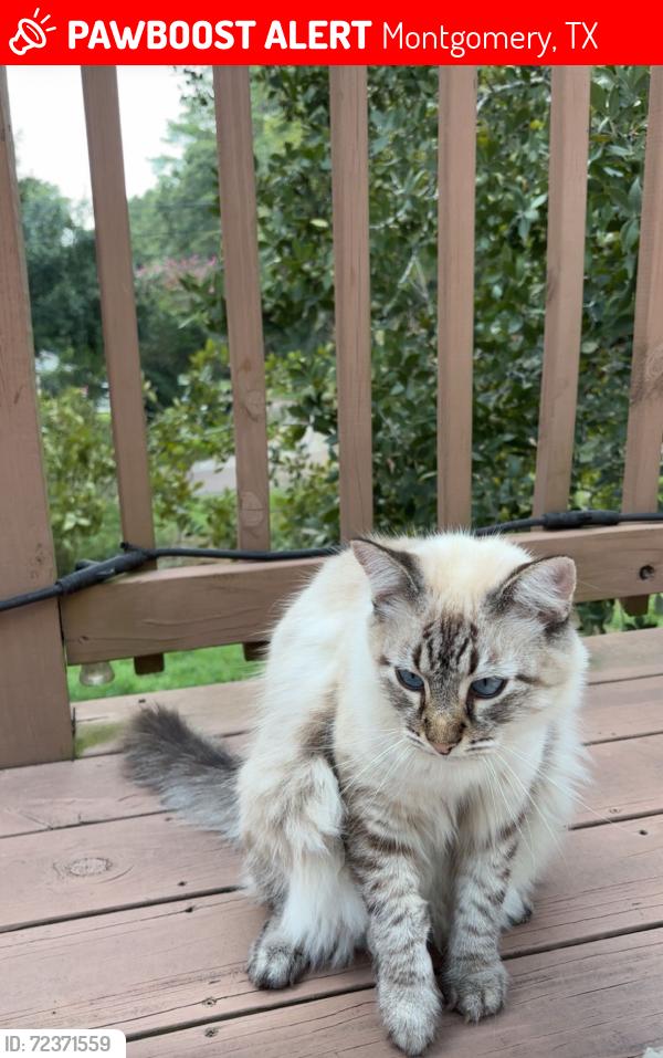 Lost Male Cat last seen Lake bonanza , Montgomery, TX 77316