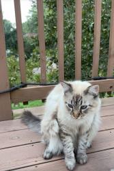 Lost Male Cat last seen Lake bonanza , Montgomery, TX 77316