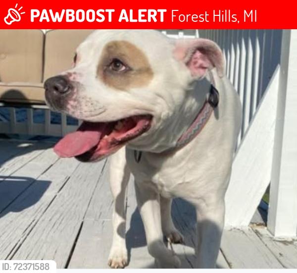 Lost Male Dog last seen Conservation St. NE, Forest Hills, MI 49301