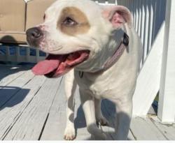 Lost Male Dog last seen Conservation St. NE, Forest Hills, MI 49301