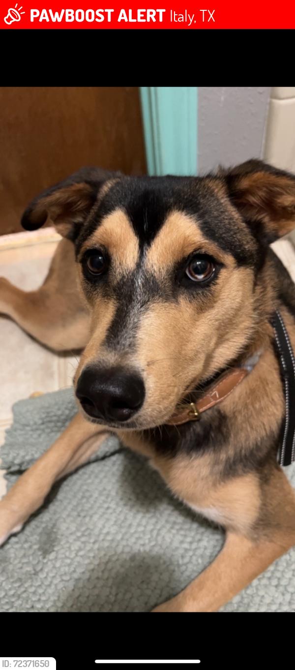 Lost Female Dog last seen Near and main street, close to family dollar , Italy, TX 76651