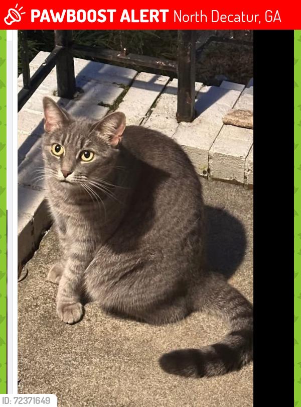 Lost Female Cat last seen Near Diamond Head Circle, North Decatur, GA 30033