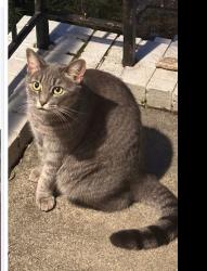 Lost Female Cat last seen Near Diamond Head Circle, North Decatur, GA 30033
