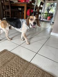 Reunited Male Dog last seen Near Flamango Ct E, West Palm Beach, FL 33406, USA, West Palm Beach, FL 33406