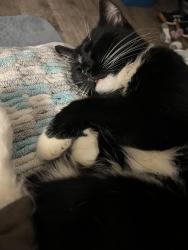 Lost Female Cat last seen Hines Rd near 221A, Mooresboro, NC 28114