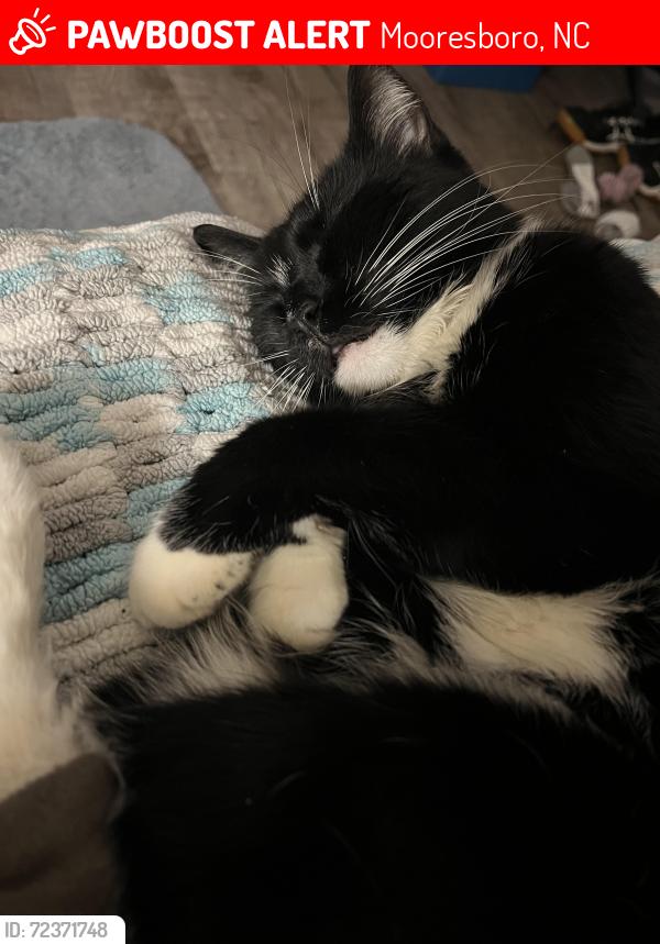 Lost Female Cat last seen Hines Rd near 221A, Mooresboro, NC 28114