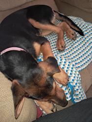 Lost Female Dog last seen Hwy 26 and county road 11 near Blountsville, Hayden, AL 35079