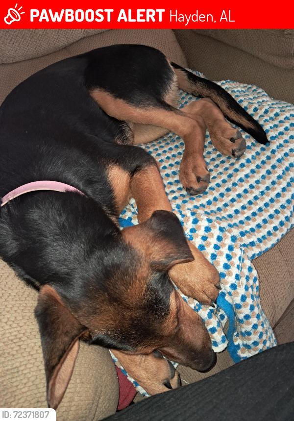 Lost Female Dog last seen Hwy 26 and county road 11 near Blountsville, Hayden, AL 35079