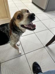 Reunited Male Dog last seen Flamago, West Palm Beach, FL 33406