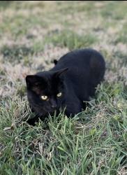 Lost Male Cat last seen Yarbrough elementary, Astound Stadium, Midland, TX 79706