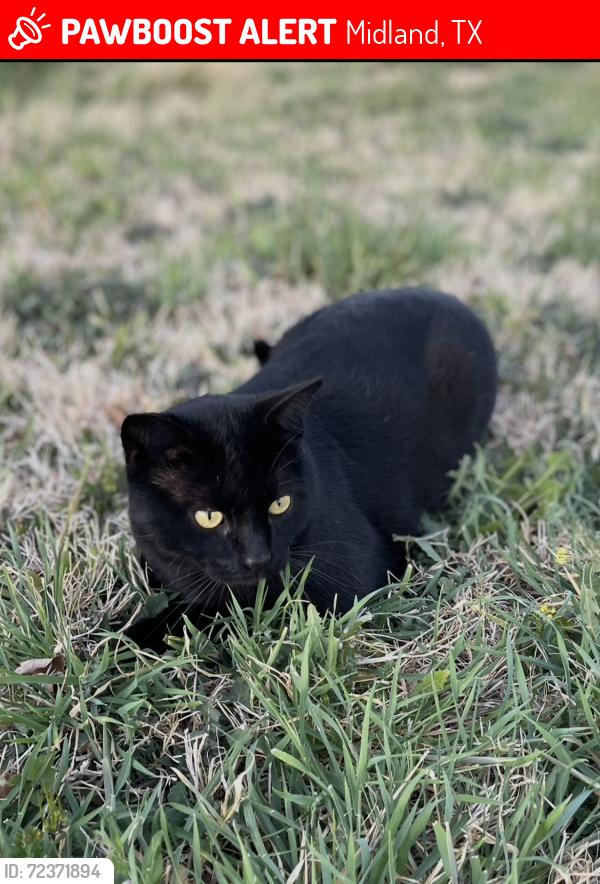 Lost Male Cat last seen Yarbrough elementary, Astound Stadium, Midland, TX 79706