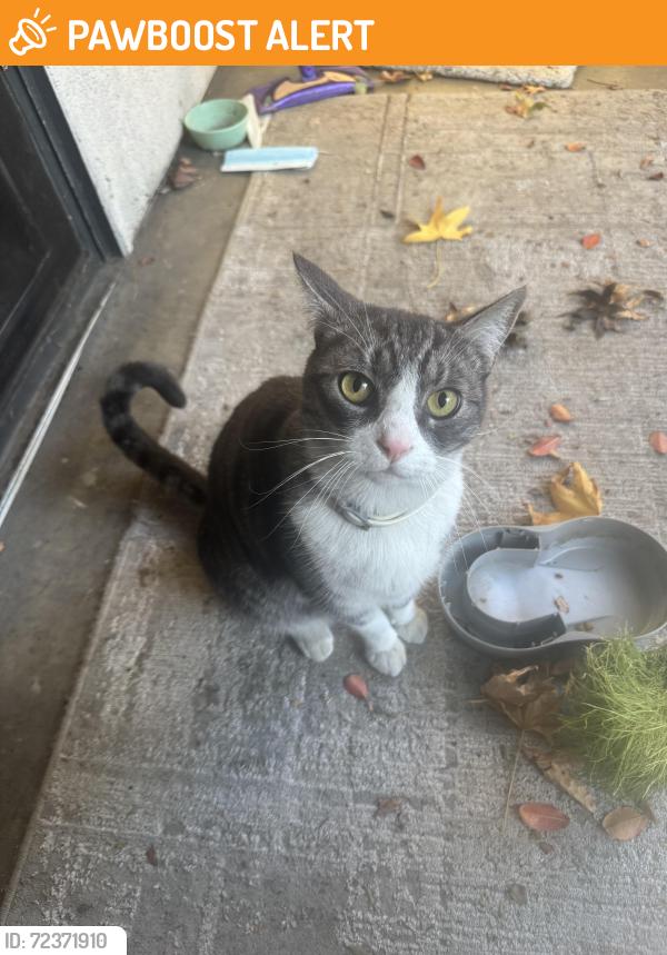 Found/Stray Unknown Cat last seen Arrow and haven, Rancho Cucamonga, CA 91730