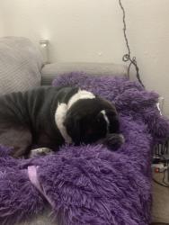 Lost Male Dog last seen Central and 7th street , Albuquerque, NM 87102