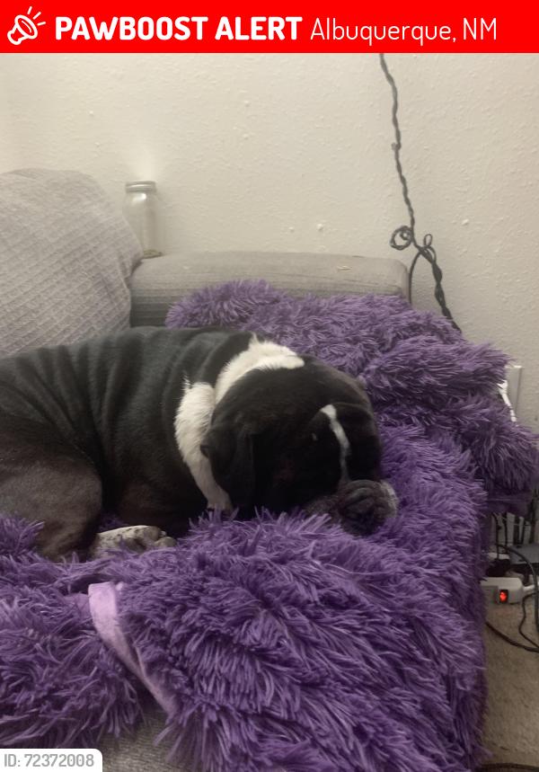 Lost Male Dog last seen Central and 7th street , Albuquerque, NM 87102