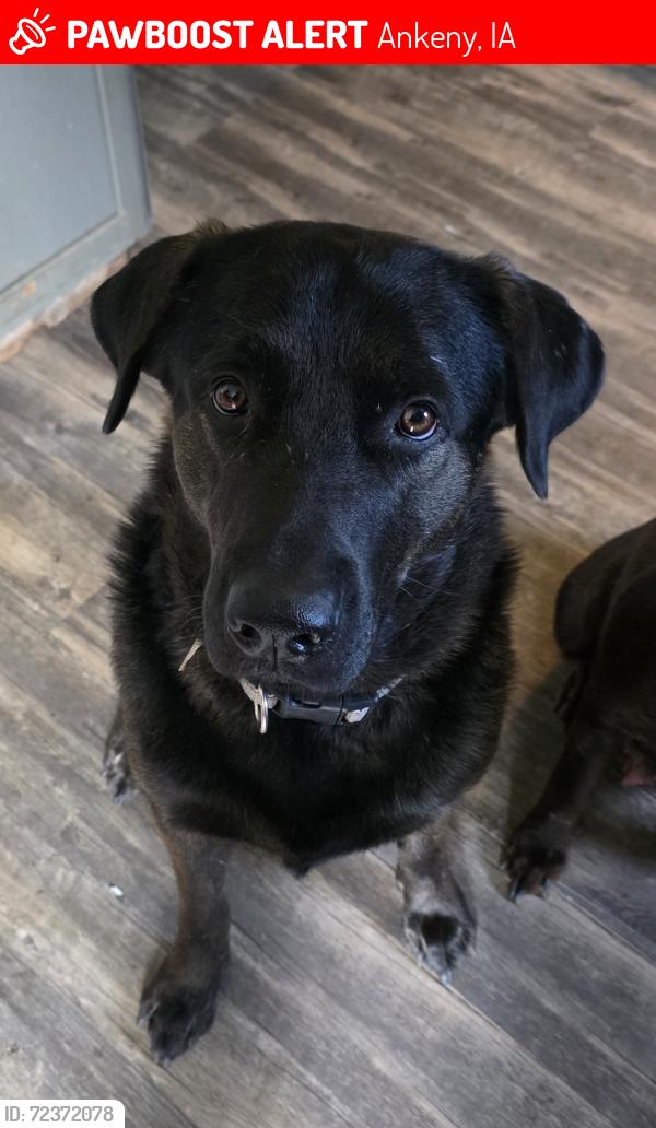 Lost Male Dog last seen Sam's club , Ankeny, IA 50021