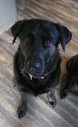 Lost Male Dog last seen Sam's club , Ankeny, IA 50021