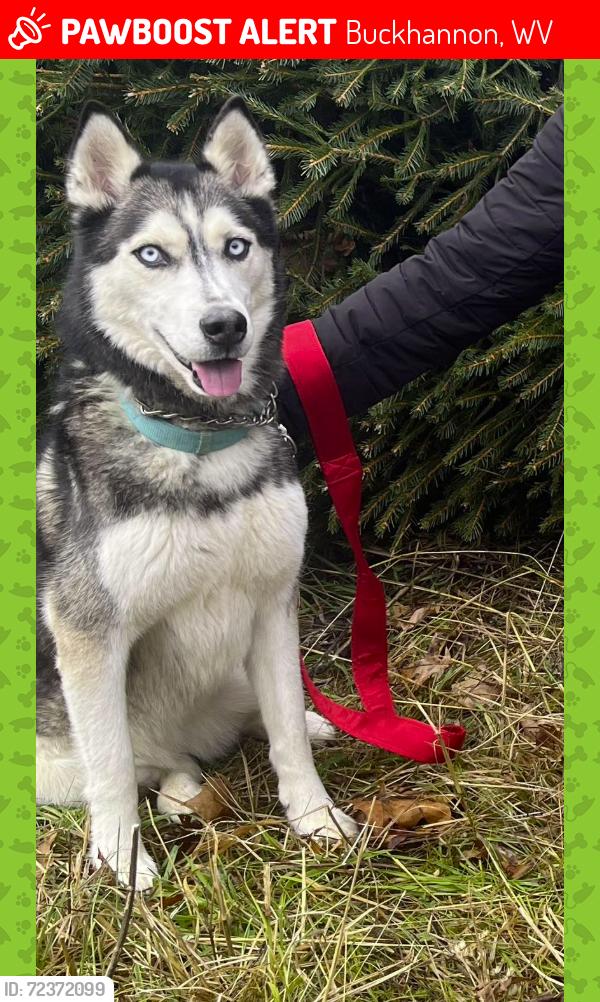 Lost Female Dog last seen Hackers Creek, Buckhannon, WV 26201