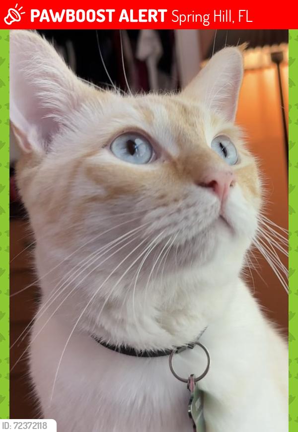 Lost Male Cat last seen Holiday, Pinehurst, tyron cir, leafy way, Spring Hill, FL 34606