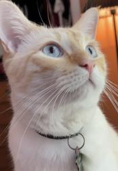 Lost Male Cat last seen Holiday, Pinehurst, tyron cir, leafy way, Spring Hill, FL 34606