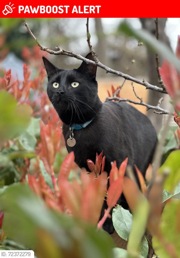 Lost Male Cat last seen Whittington Road, N22 8YP, Greater London, England N22 8YP