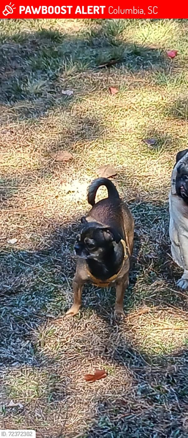 Lost Female Dog last seen Providence Park apmts, Columbia, SC 29203