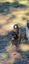Lost Female Dog last seen Providence Park apmts, Columbia, SC 29203