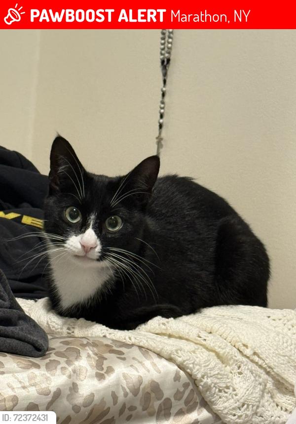 Lost Female Cat last seen albro road, Marathon, NY 13803