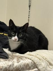 Lost Female Cat last seen albro road, Marathon, NY 13803
