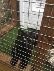 Lost Male Cat last seen Oxford hill,wadards meadow, Oxfordshire, England OX28