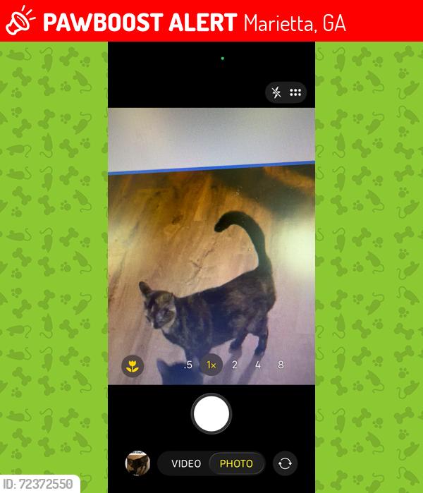 Lost Female Cat last seen Muirfield Lane, Audubon Dr, Marietta, GA 30068