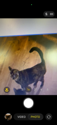 Lost Female Cat last seen Muirfield Lane, Audubon Dr, Marietta, GA 30068