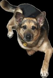 Lost Female Dog last seen Woodall St & Ave. H, Waco, TX 76705