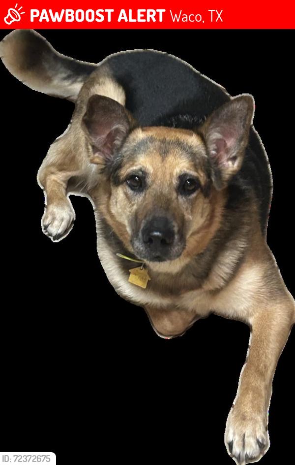 Lost Female Dog last seen Woodall St & Ave. H, Waco, TX 76705