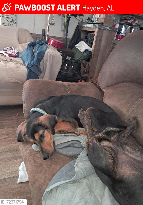 Lost Male Dog last seen Hwy 26 and Bangor Hollar road Hayden Al., Hayden, AL 35079
