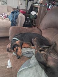 Lost Male Dog last seen Hwy 26 and Bangor Hollar road Hayden Al., Hayden, AL 35079