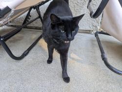 Lost Male Cat last seen John Henry, Demurrage way Folsom ca, Folsom, CA 95630