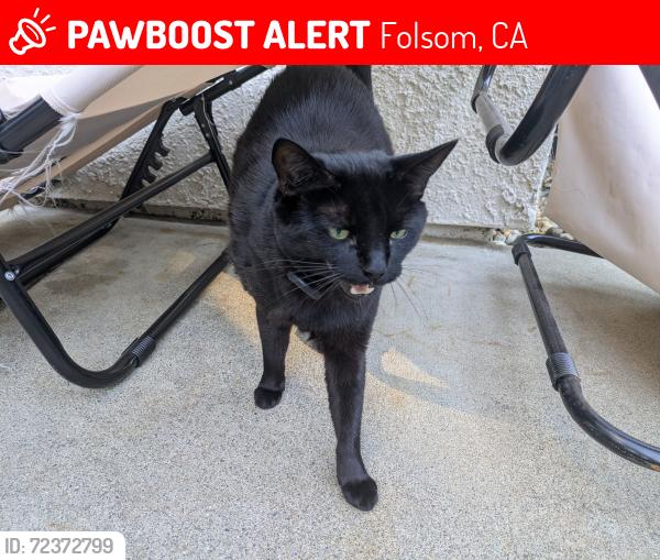 Lost Male Cat last seen John Henry, Demurrage way Folsom ca, Folsom, CA 95630