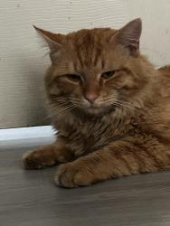 Lost Male Cat last seen Rainbow and Alexander, Las Vegas, NV 89108