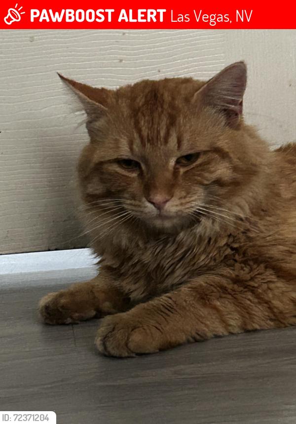 Lost Male Cat last seen Rainbow and Alexander, Las Vegas, NV 89108