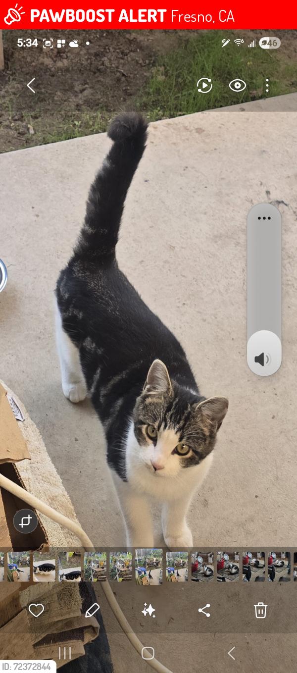 Lost Male Cat last seen Clinton & Blythe, Fresno, CA 93722