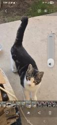 Lost Male Cat last seen Clinton & Blythe, Fresno, CA 93722