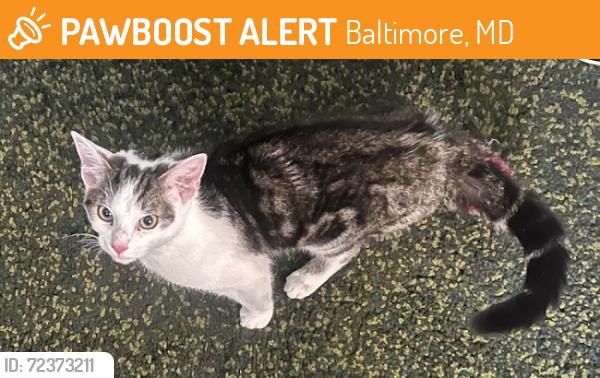 Found/Stray Unknown Cat last seen Alley between E 28th St and Whitridge (300 block - cross street is Barclay), Baltimore, MD 21218