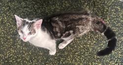 Found/Stray Unknown Cat last seen Alley between E 28th St and Whitridge (300 block - cross street is Barclay), Baltimore, MD 21218