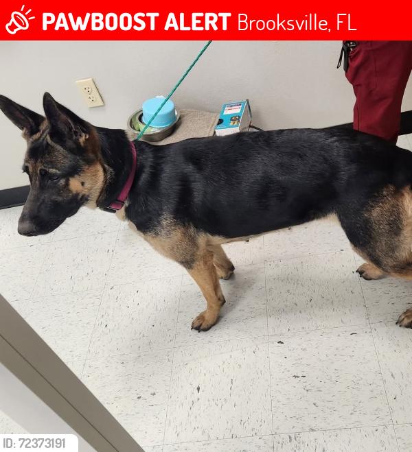 Lost Female Dog last seen Citrus way brooksville rock road, Brooksville, FL 34614
